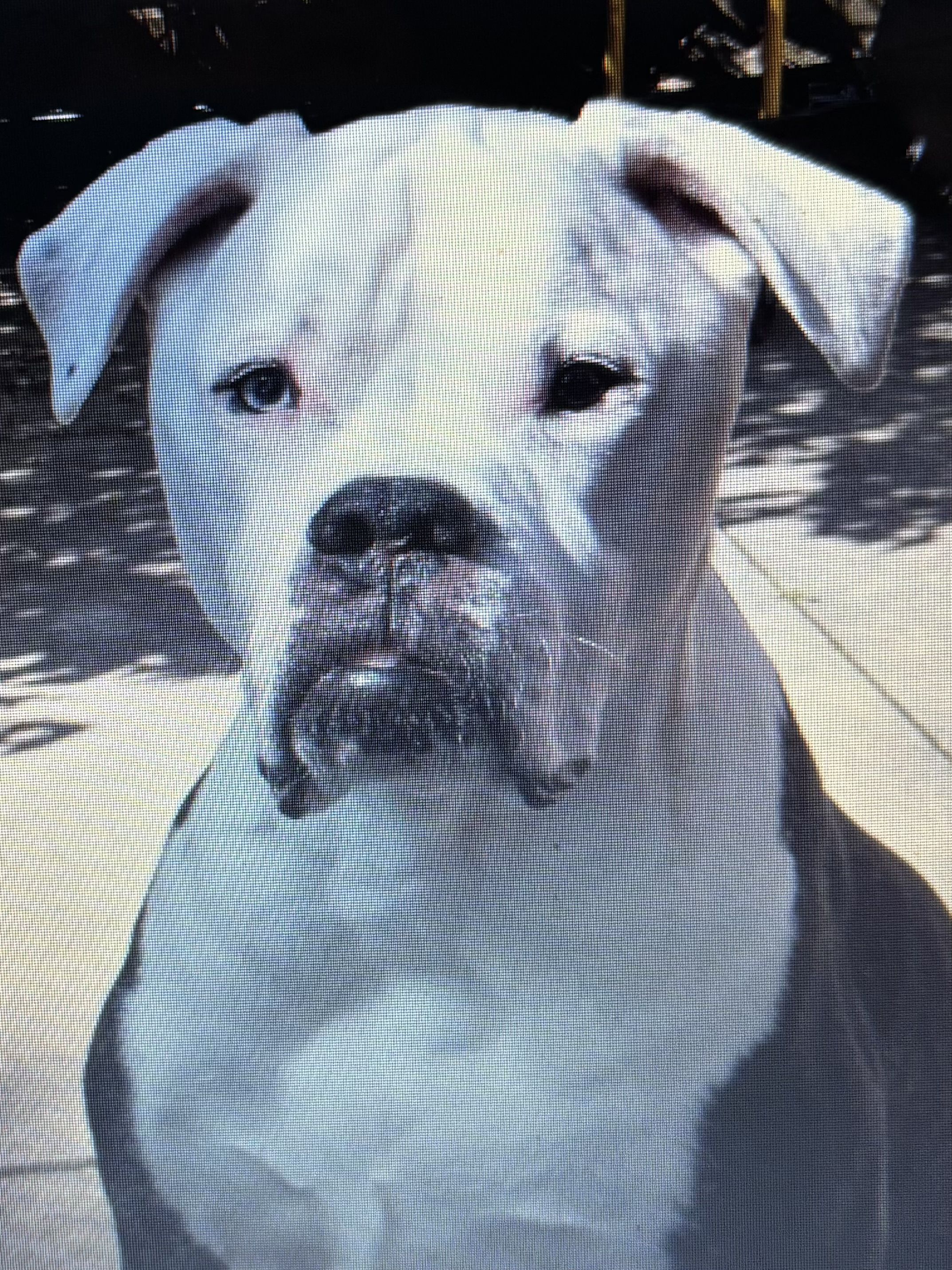 This site is in loving memory of Tim's dog George, whom he lost the day before he opened his grooming practice.